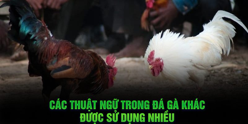 Các thuật ngữ trong đá gà khác được sử dụng nhiều 
