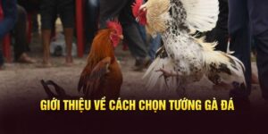 Cách chọn tướng gà đá như thế nào