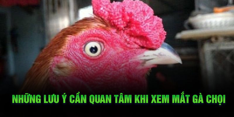 Những lưu ý cần quan tâm khi xem mắt gà chọi 
