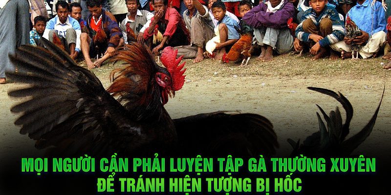 Mọi người cần phải luyện tập gà thường xuyên để tránh hiện tượng bị hốc
