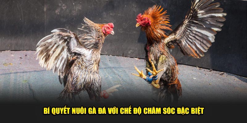 Bi-quyet-nuoi-ga-da-voi-che-do-cham-soc-dac-biet