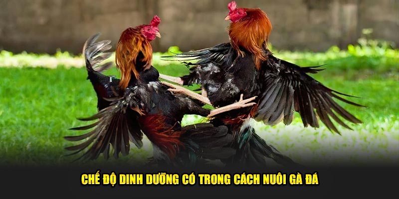 Che-do-dinh-duong-co-trong-cach-nuoi-ga-da