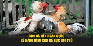 don-da-lien-hoan-cuoc-ky-nang-dinh-cao-ha-guc-doi-thu