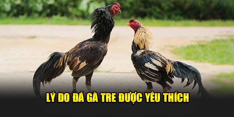 ly-do-da-ga-tre-duoc-yeu-thich